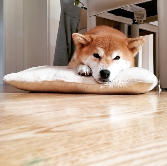 Like to be notified when i go live.🌷🌷🌷🌷🌷🌷🌷🌷🌷🌷🌷Bookmark me🌷🌷🌷🌷🌷🌷 - Picture 4 of 6